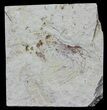 Cretaceous Fossil Shrimp - Lebanon #61552-1